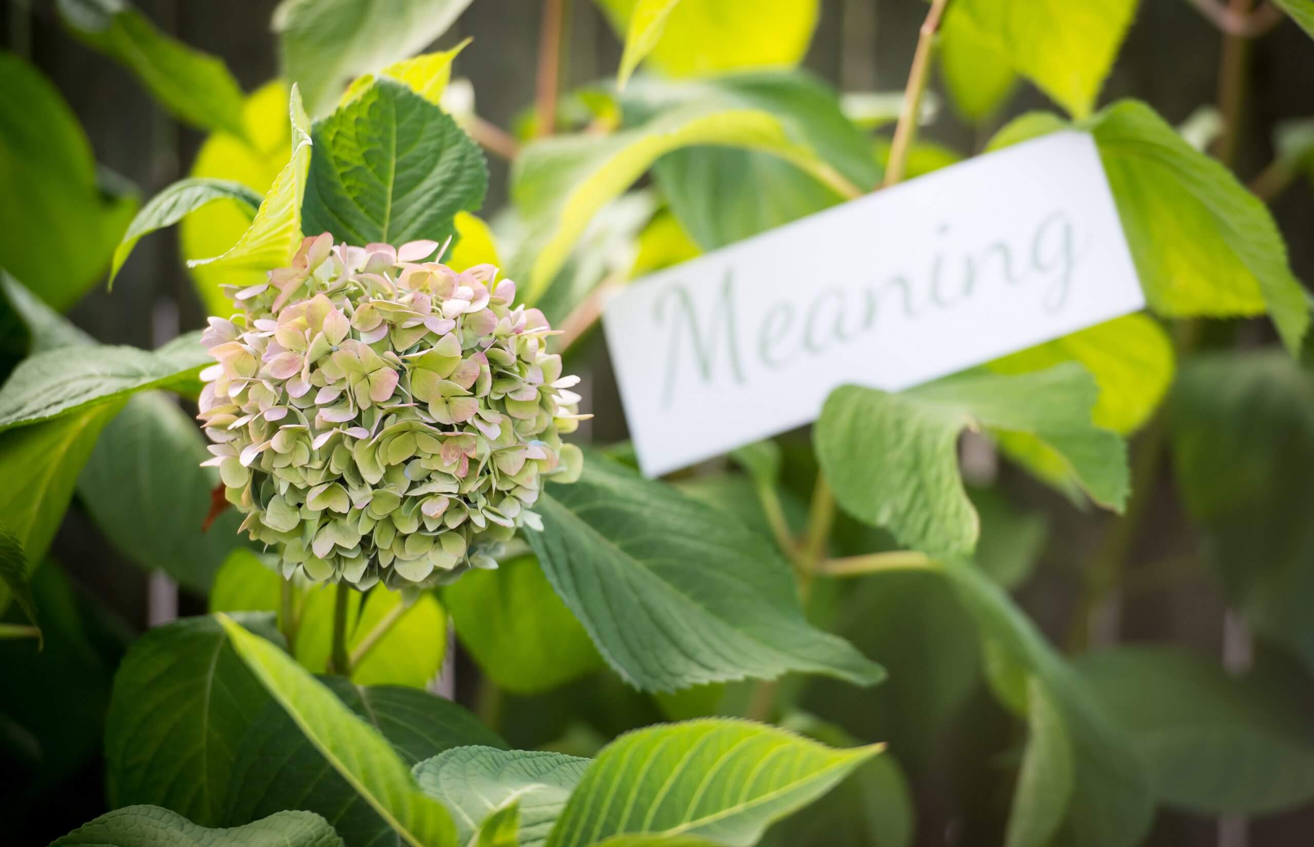 A focused view of a hydrangea flower in front of an unfocused view of a sign with the word "meaning."