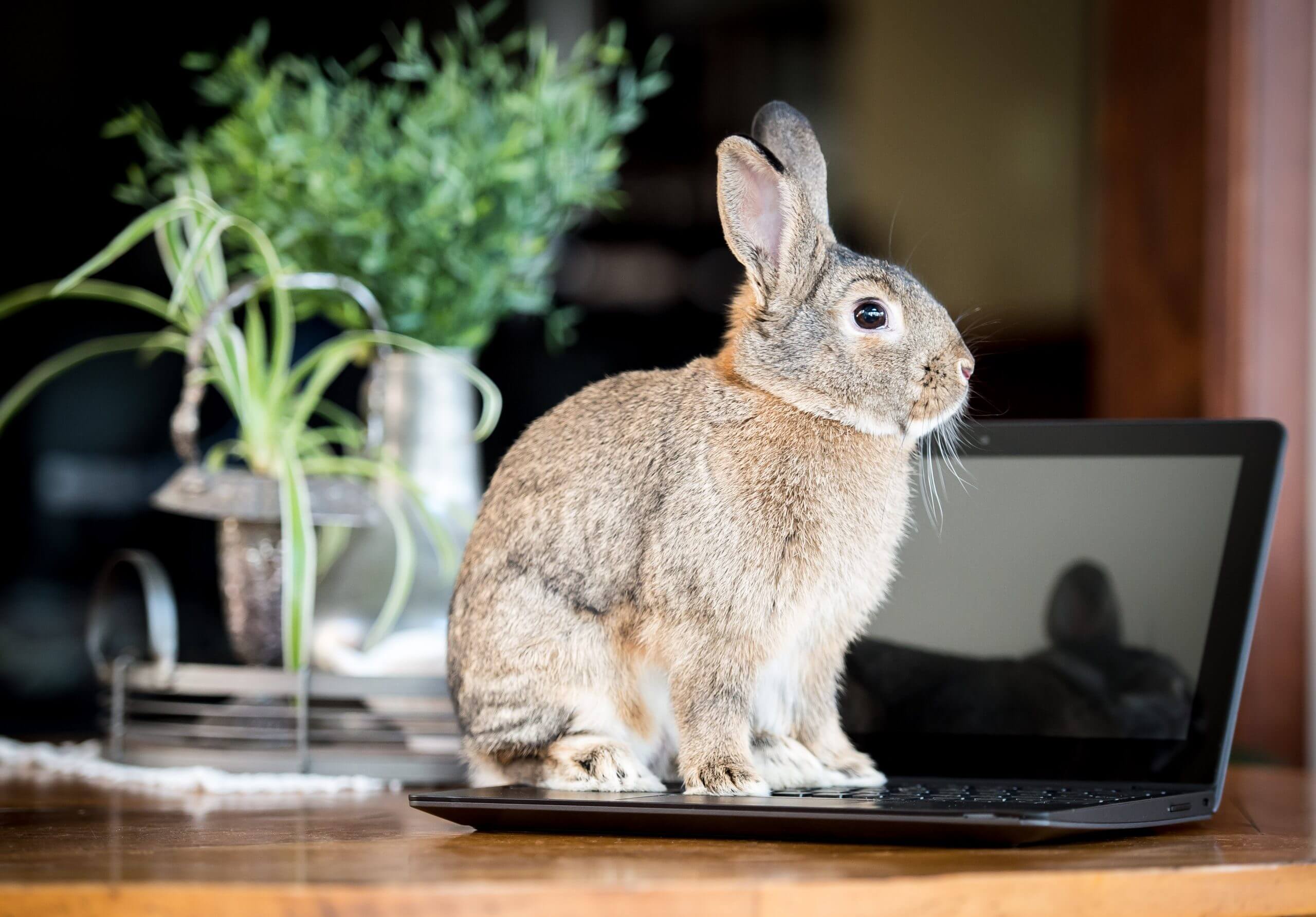 A rabbit sits on the keyboard of a laptop.