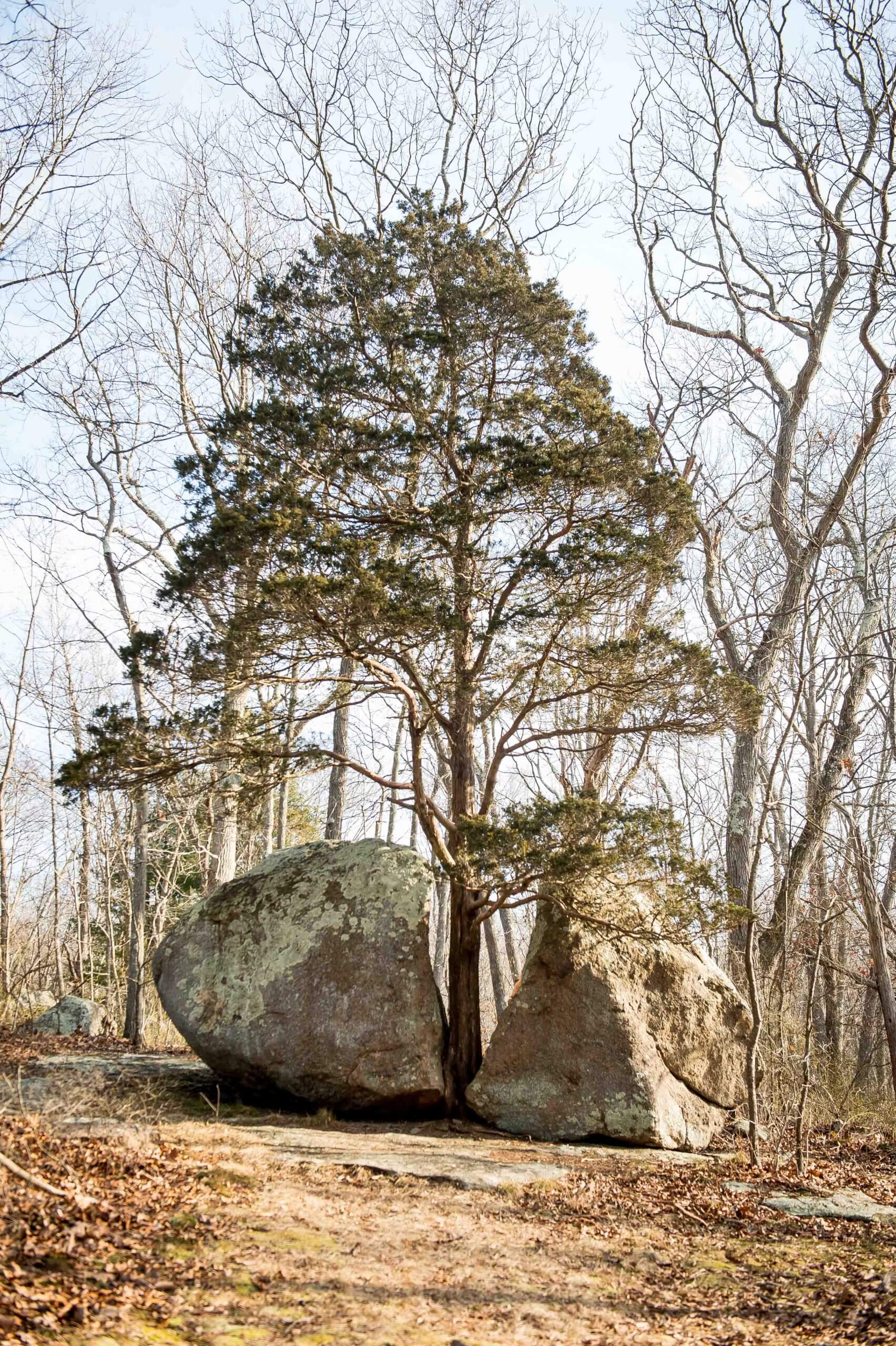 A tree in a park between two boulders.