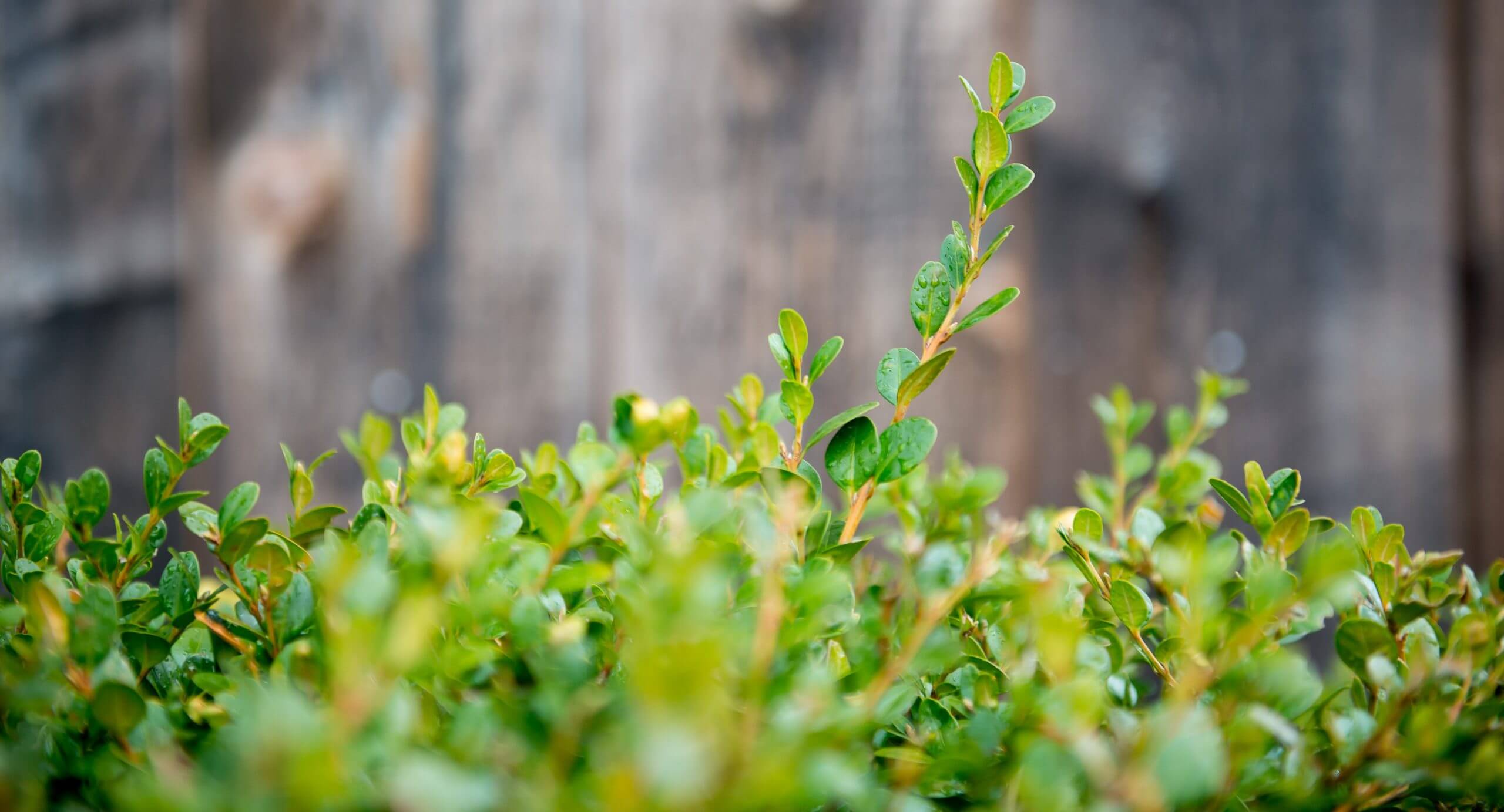 Healthy leaves grow from the branches of a bush.