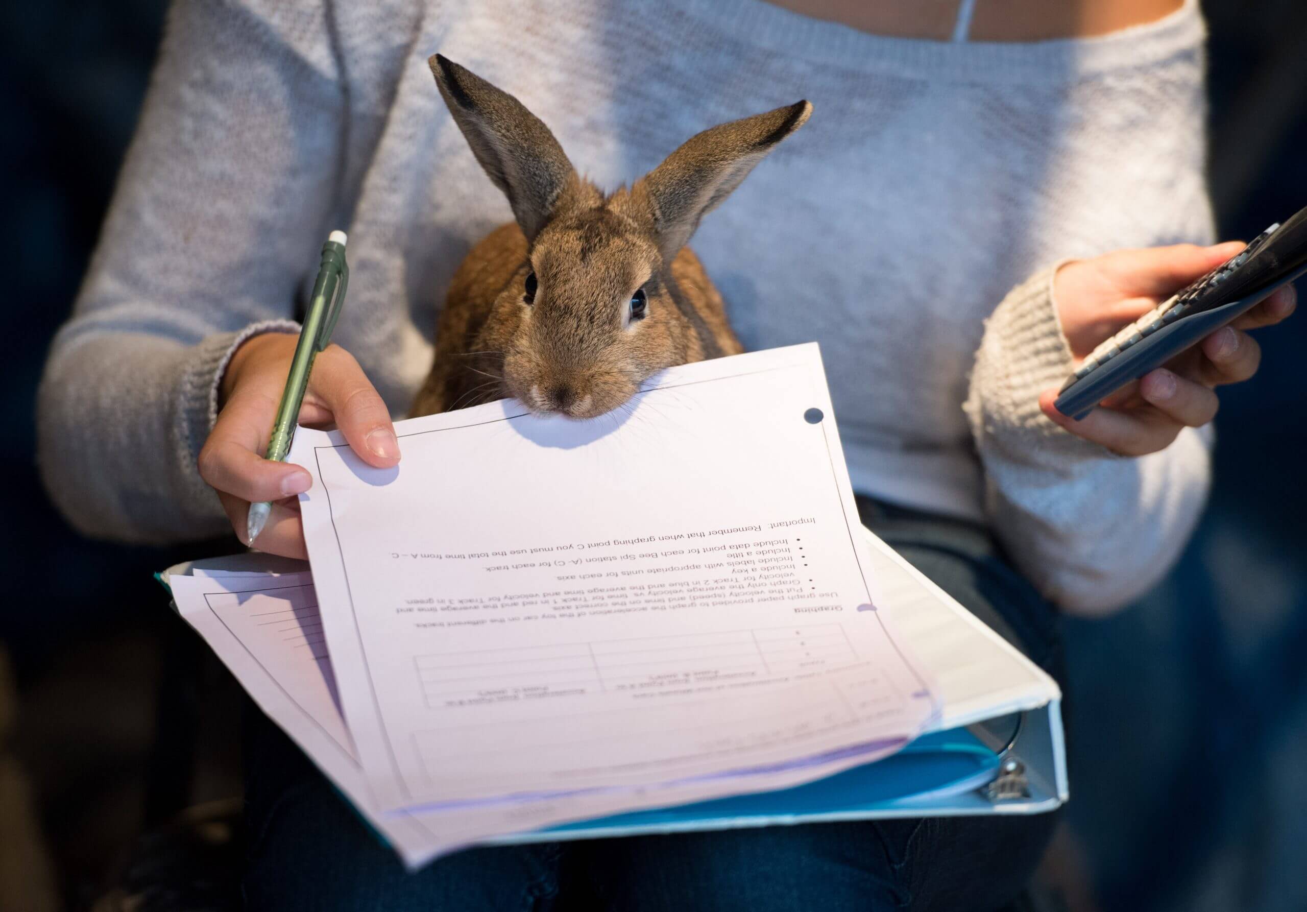 A rabbit sitting on a person's lap chews a paper. The person holds a calculator in one hand and grasps the paper and pencil in another.
