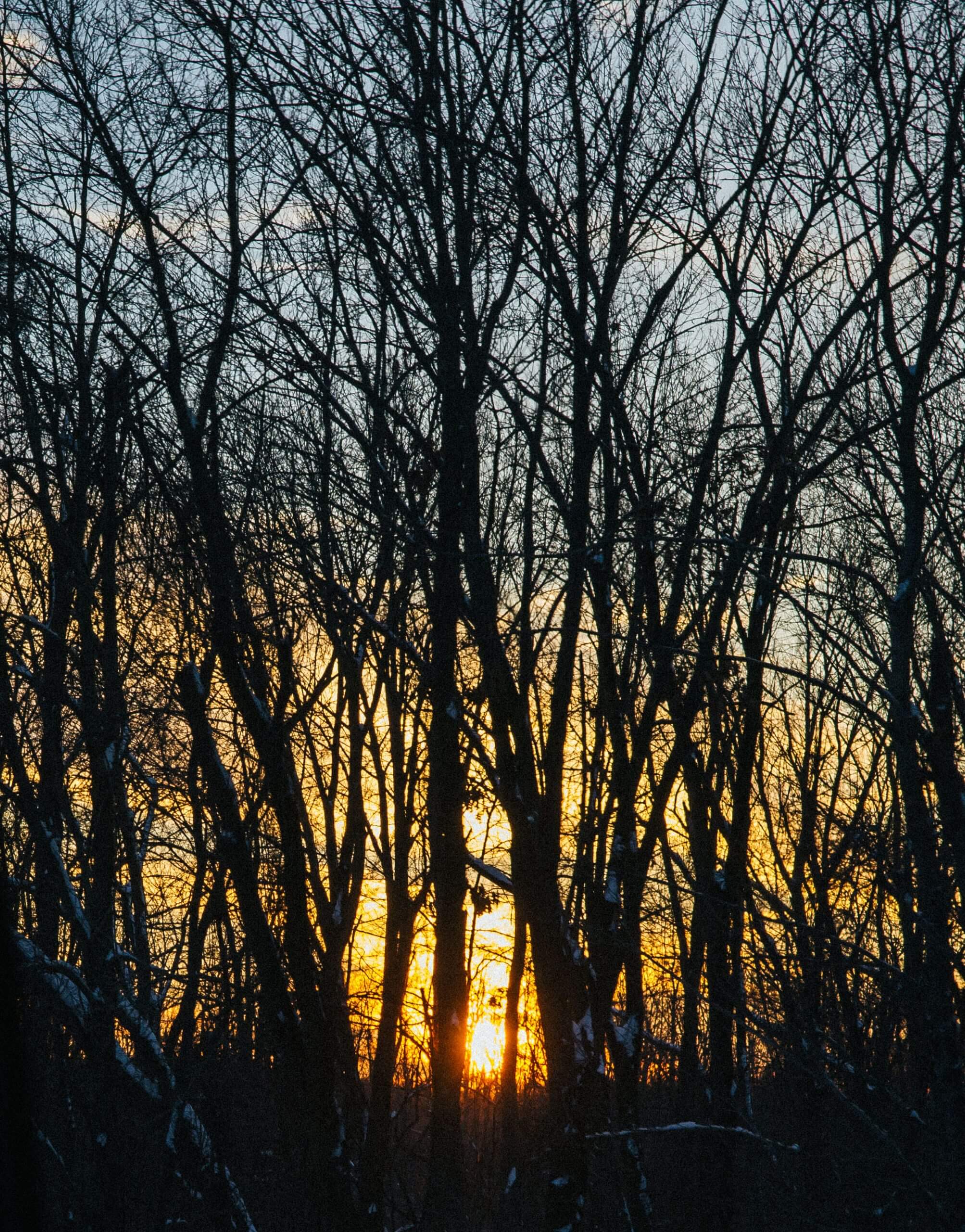 The sun sets behind the leafless trees of a forest.