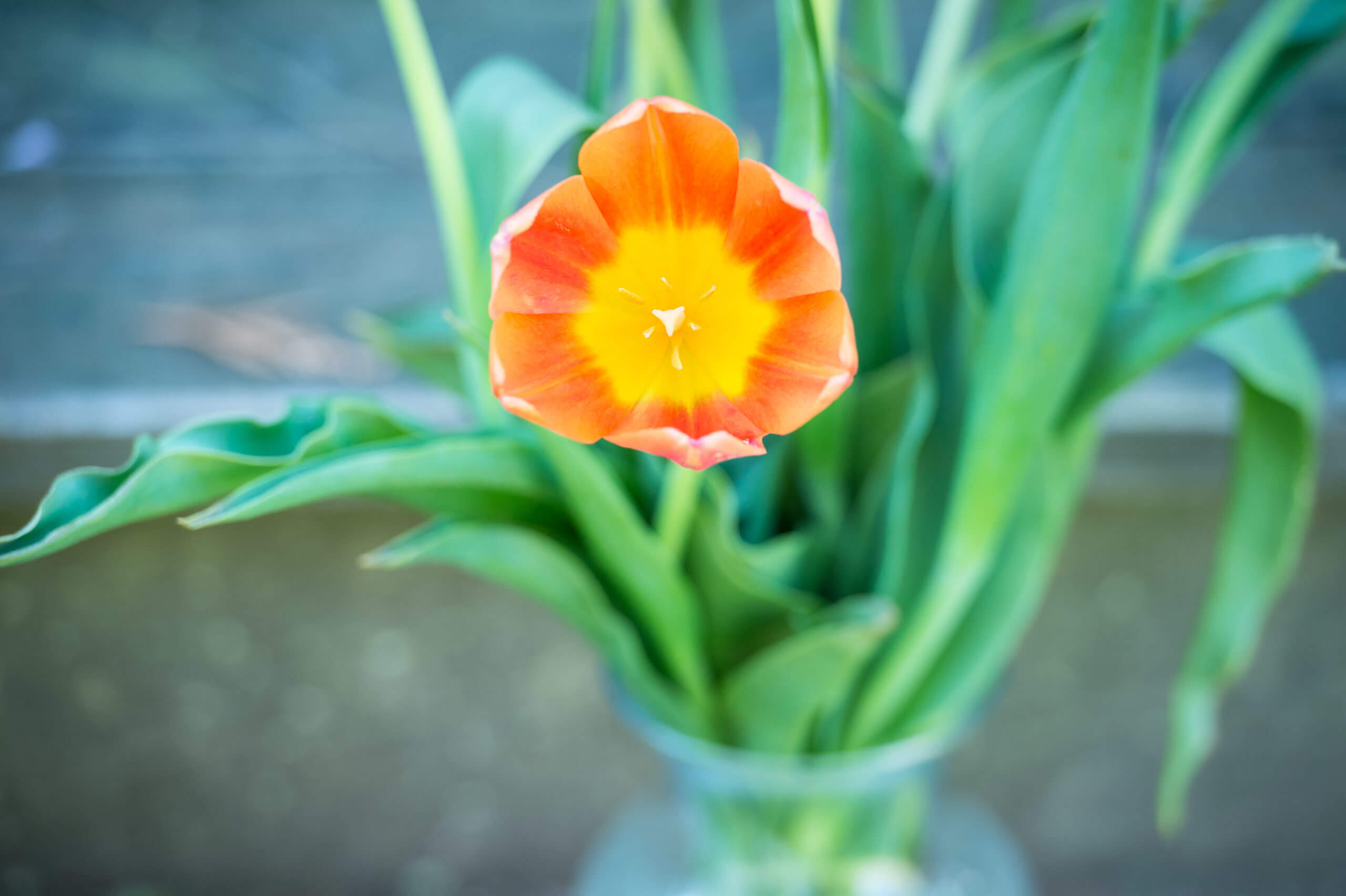 A vase of tulips. The inside of a single bloom is shown.
