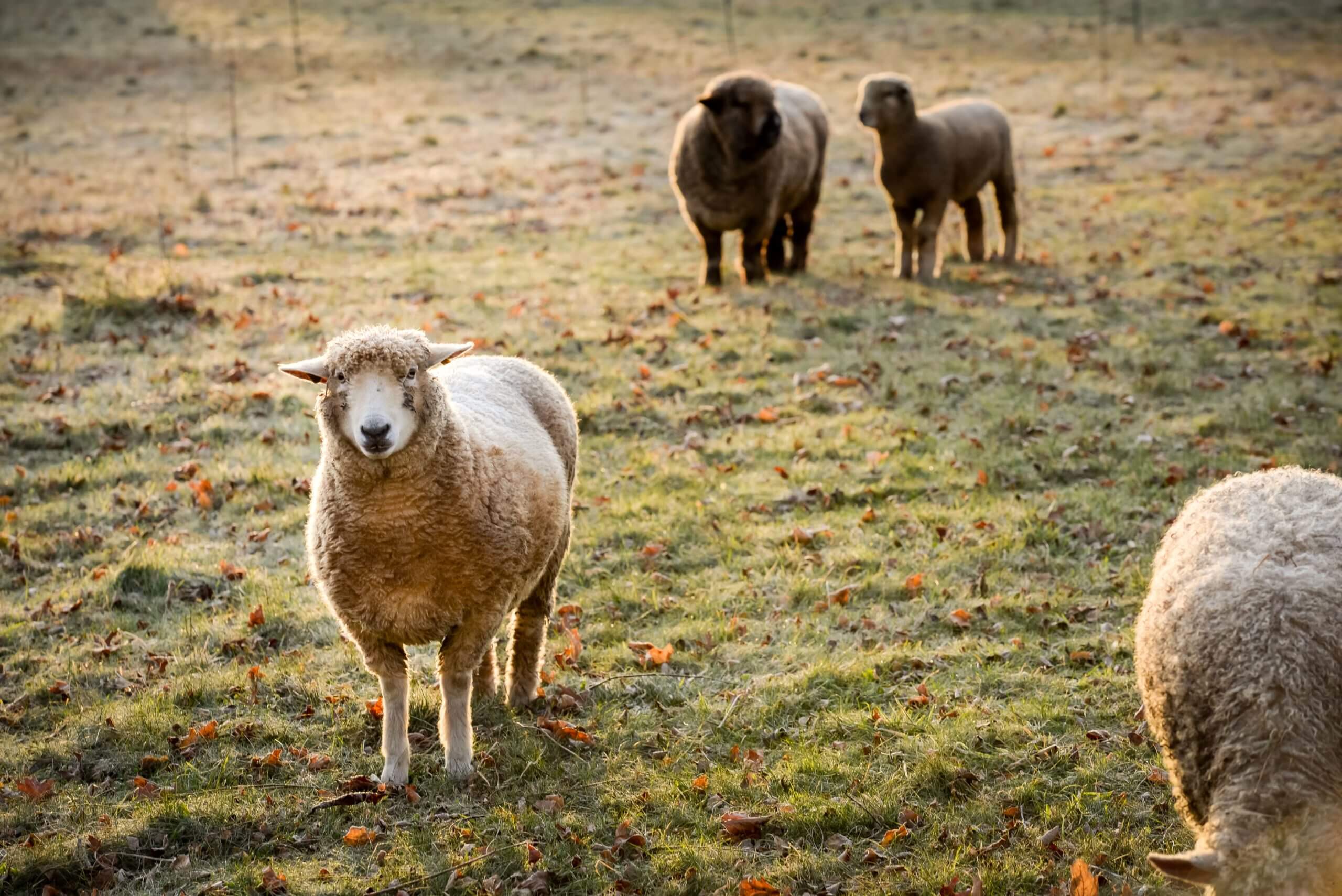 Four sheep in an icy field. Two sheep are in the background and two in the foreground. One sheep looks directly at the camera while one grazes nearby.