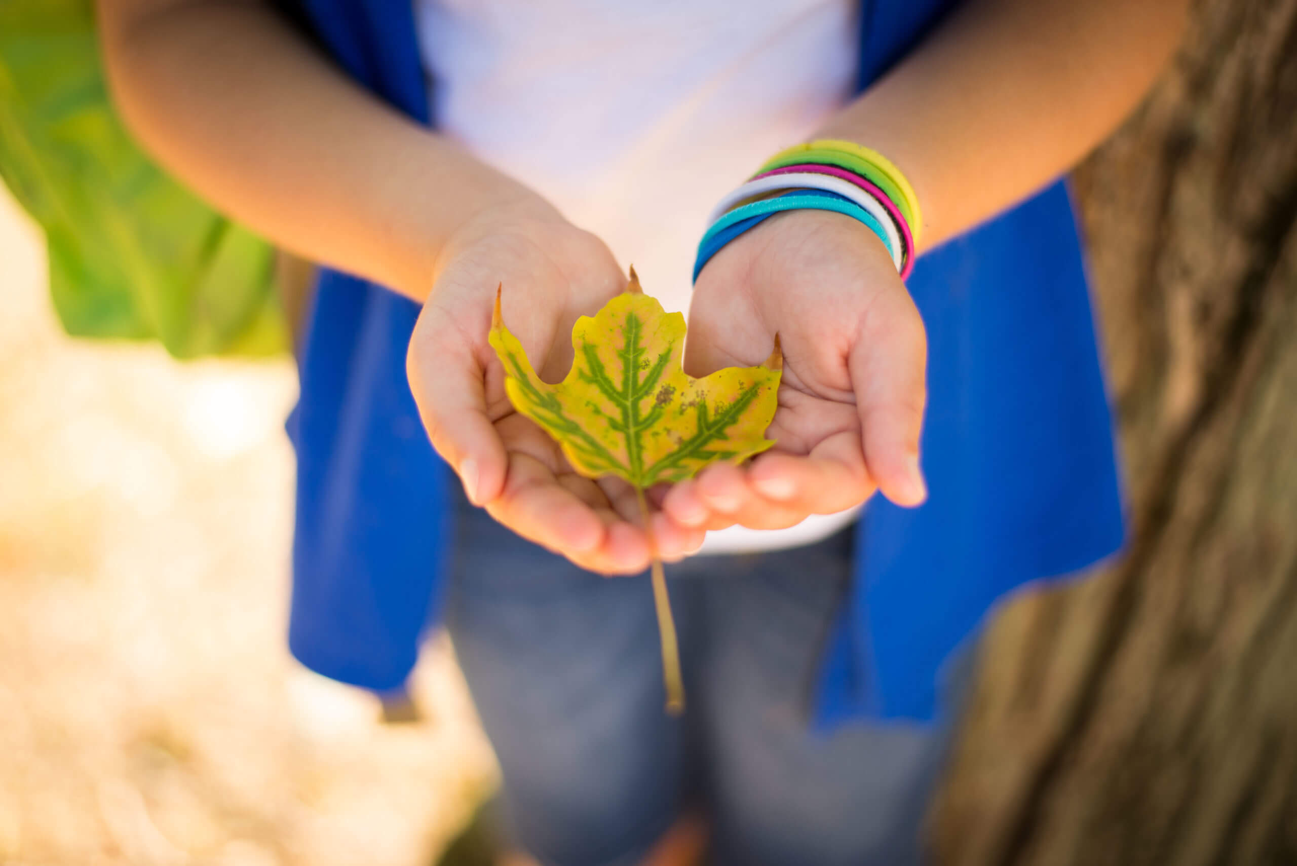 A child holds a colorful maple leaf in their open hands.