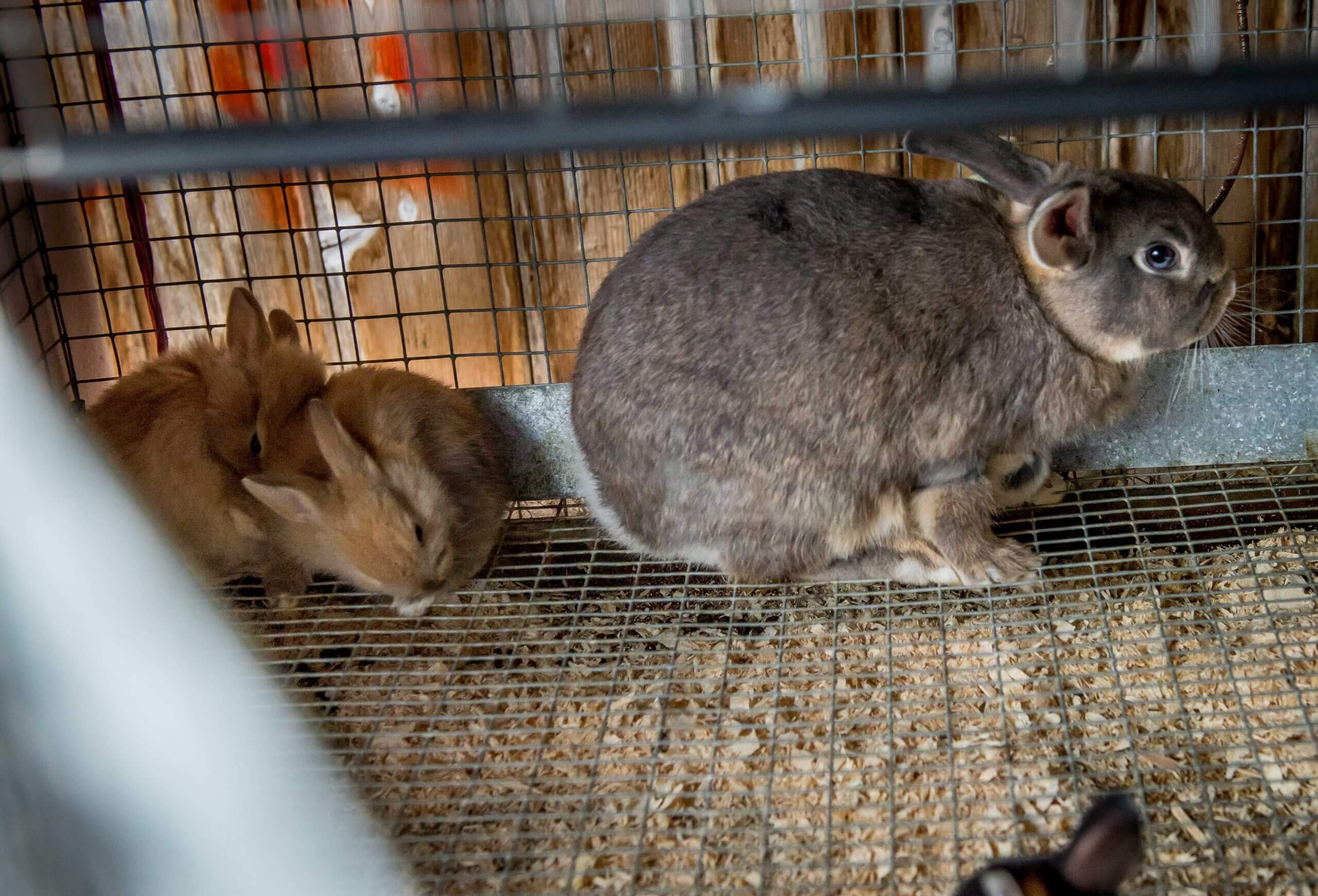 An adult rabbit and two baby rabbits in a wire cage.