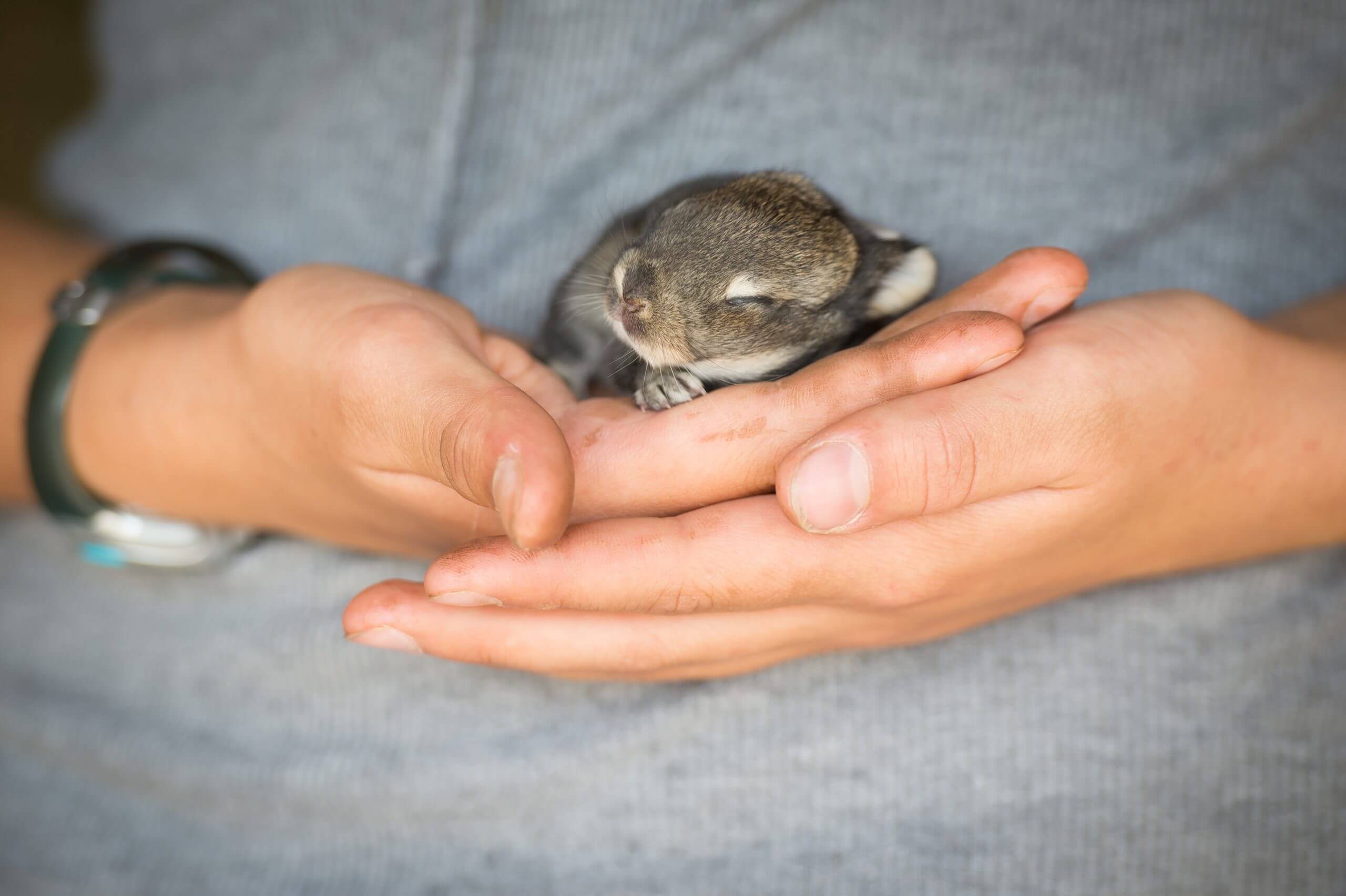 A baby rabbit rests in an open hand.