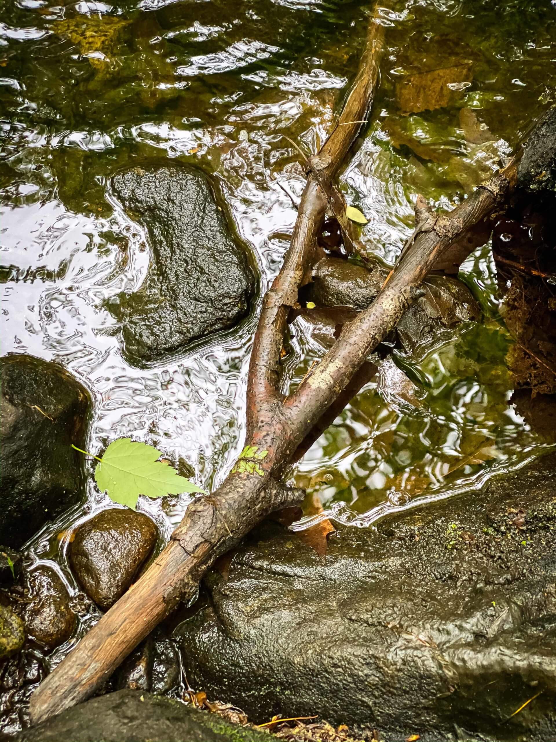 A tree branch is stuck between rocks and stones in a shallow river.