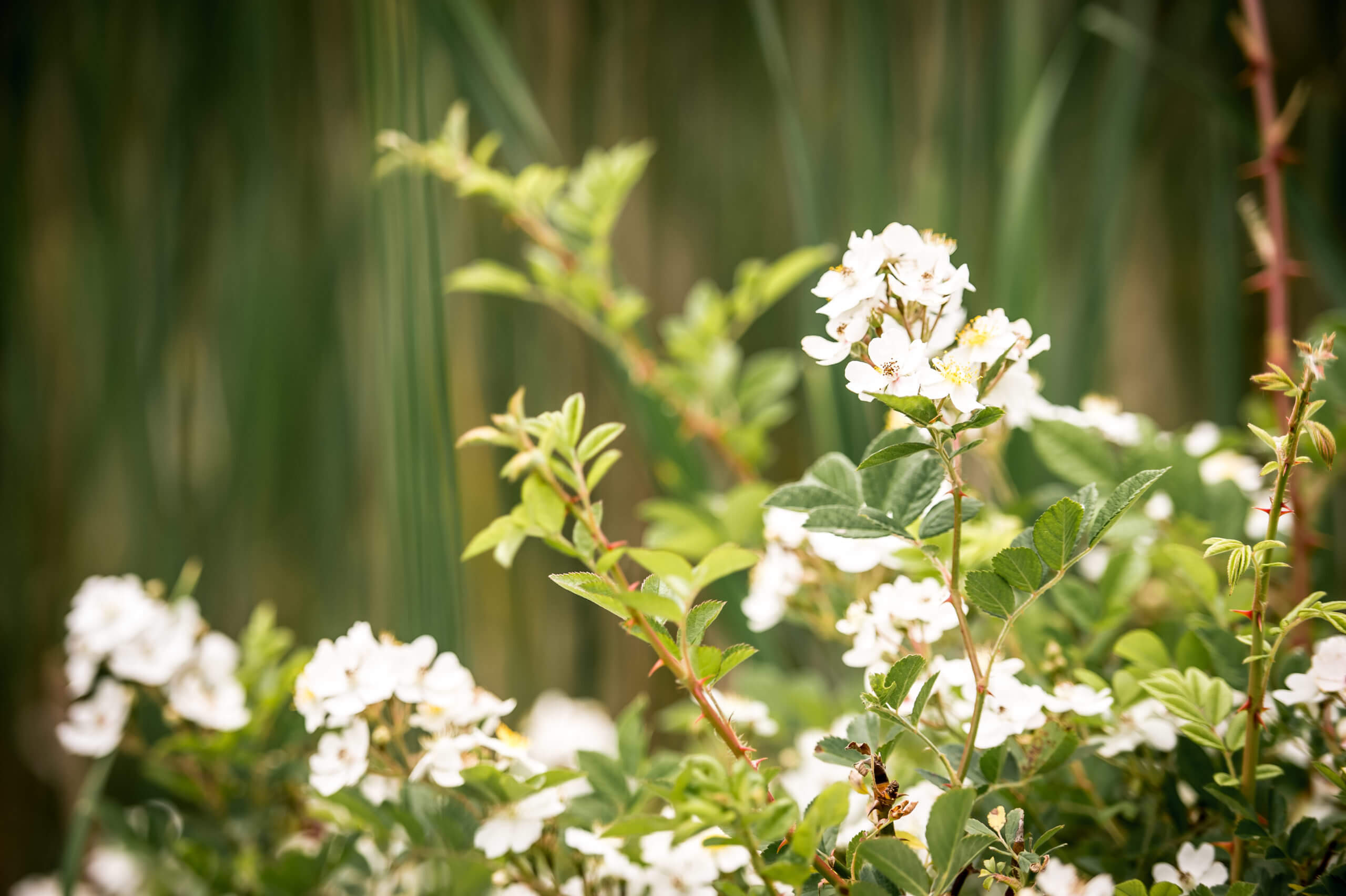 A bush with white blossoms.