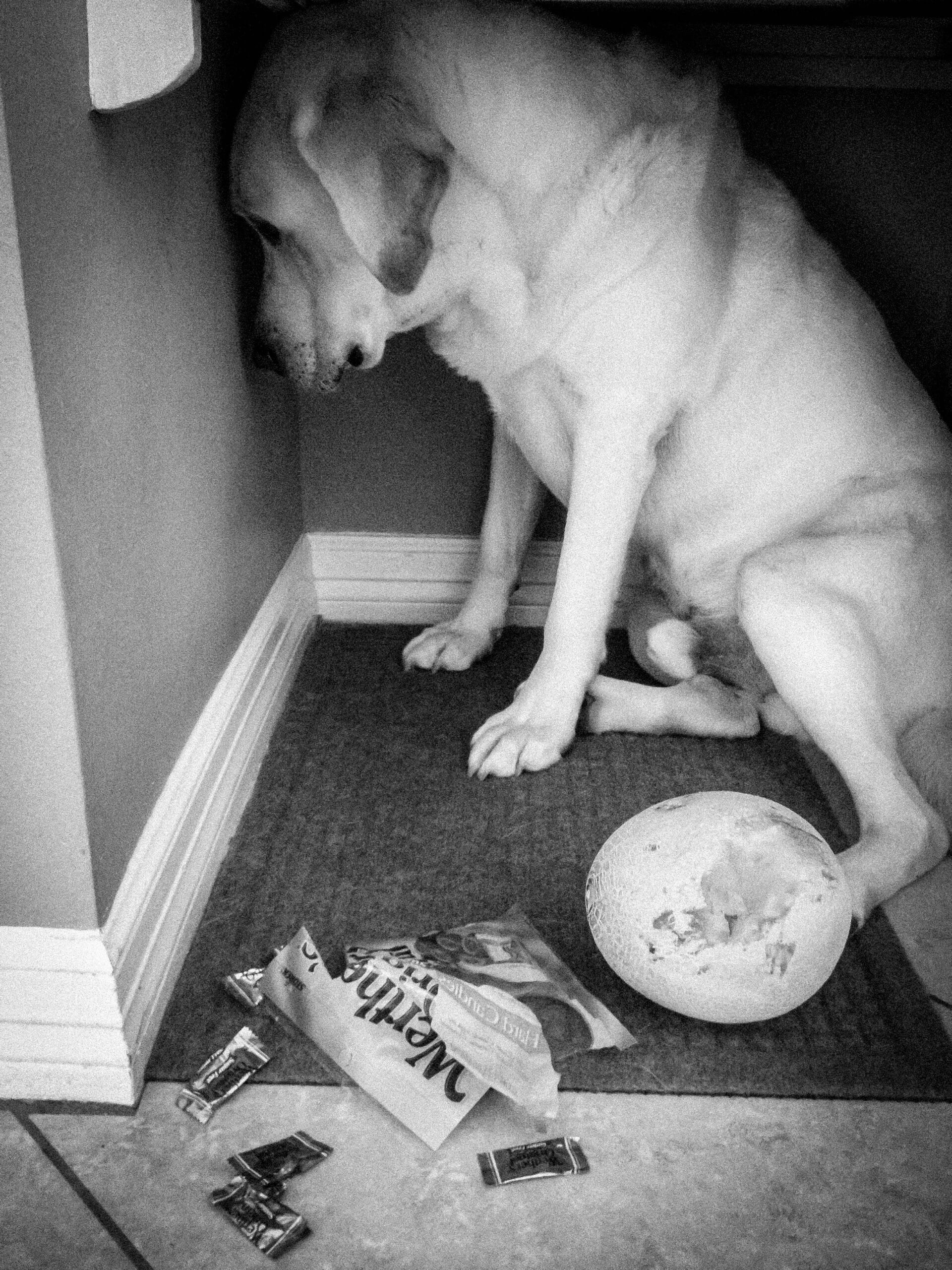 A dog sits beside an open bag of chocolate and a plate of food scraps.