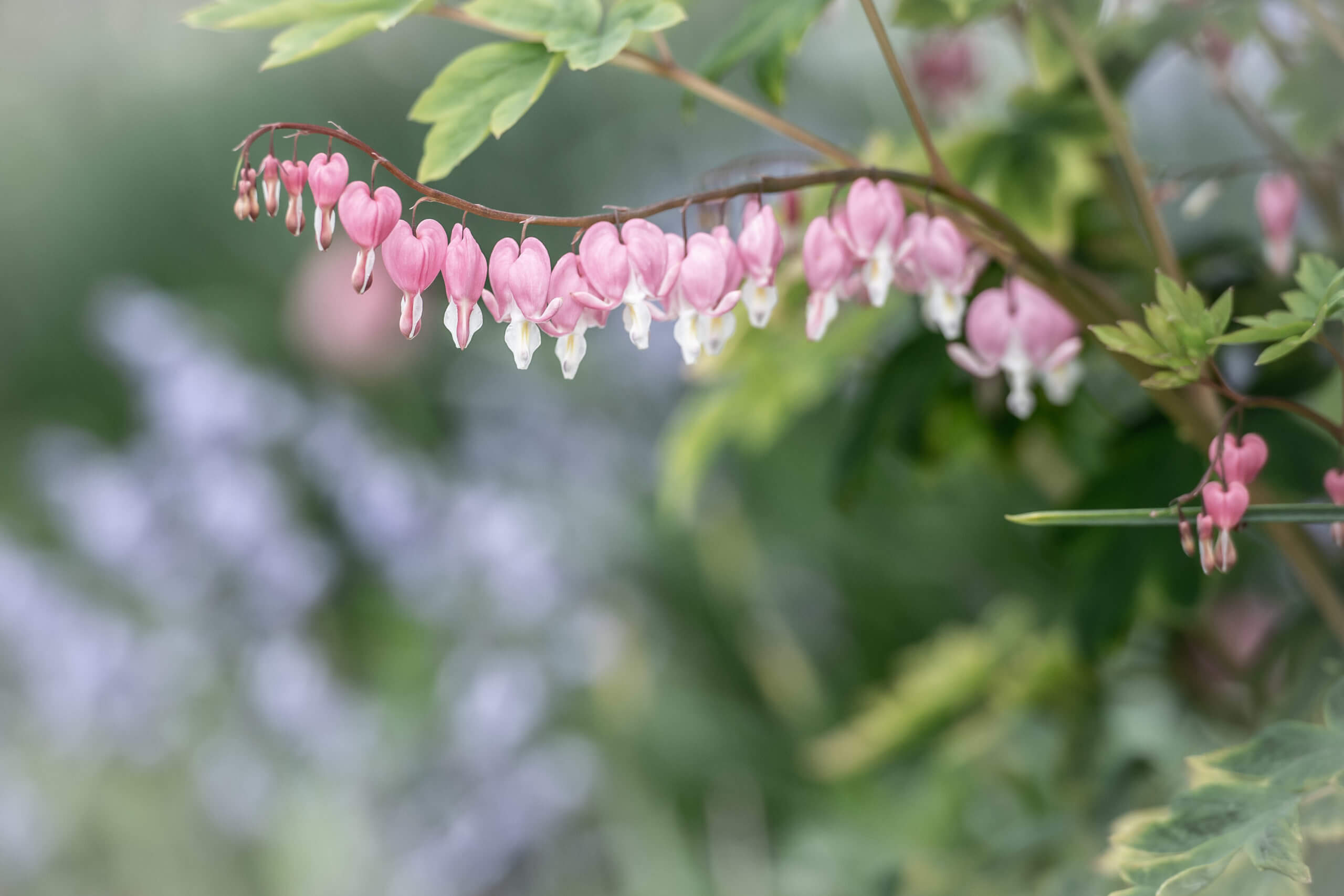 A line of pink bleeding heart flowers on a stem growing from the right of the photo to the left.