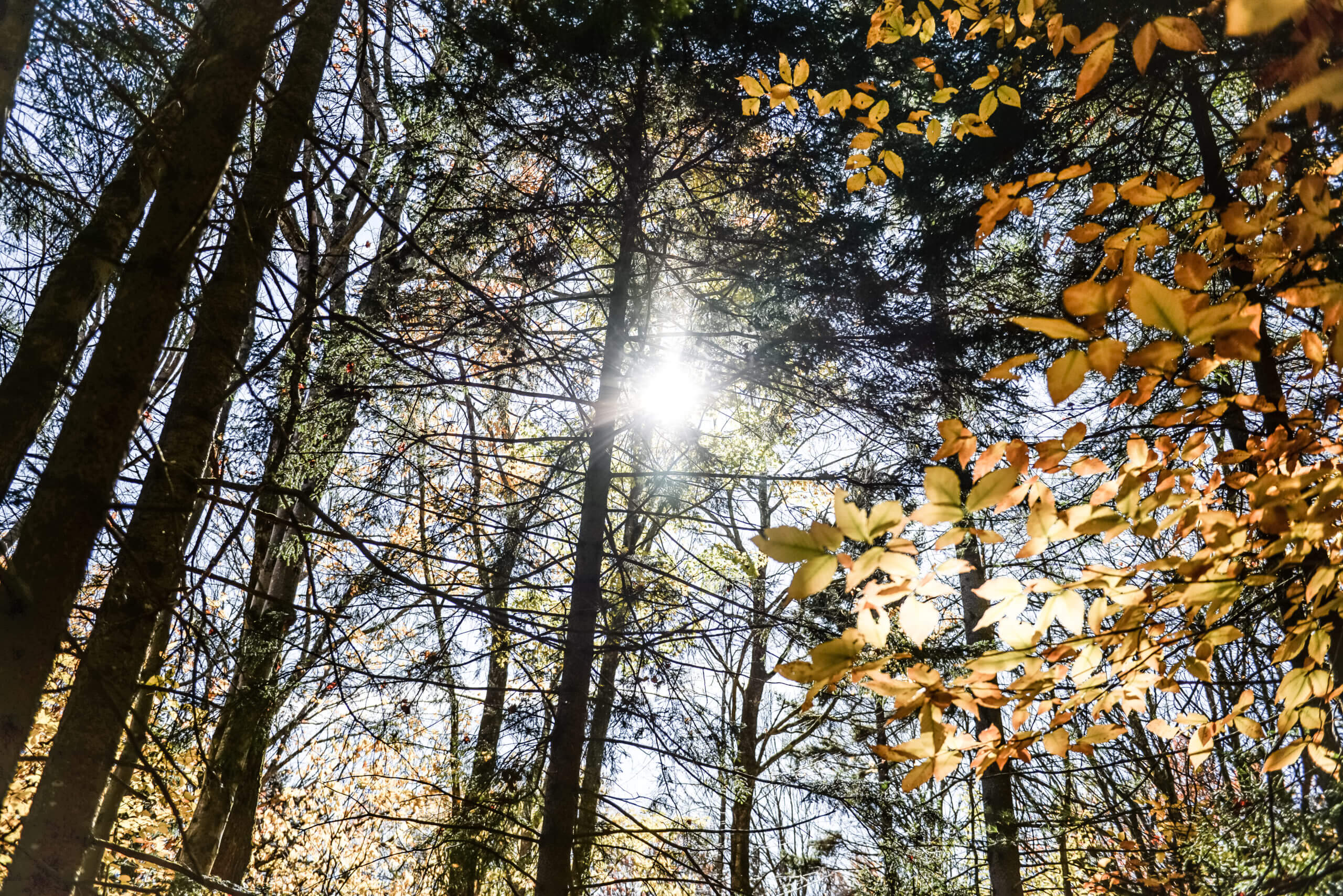 Color photo of the sun beaming through forest trees.