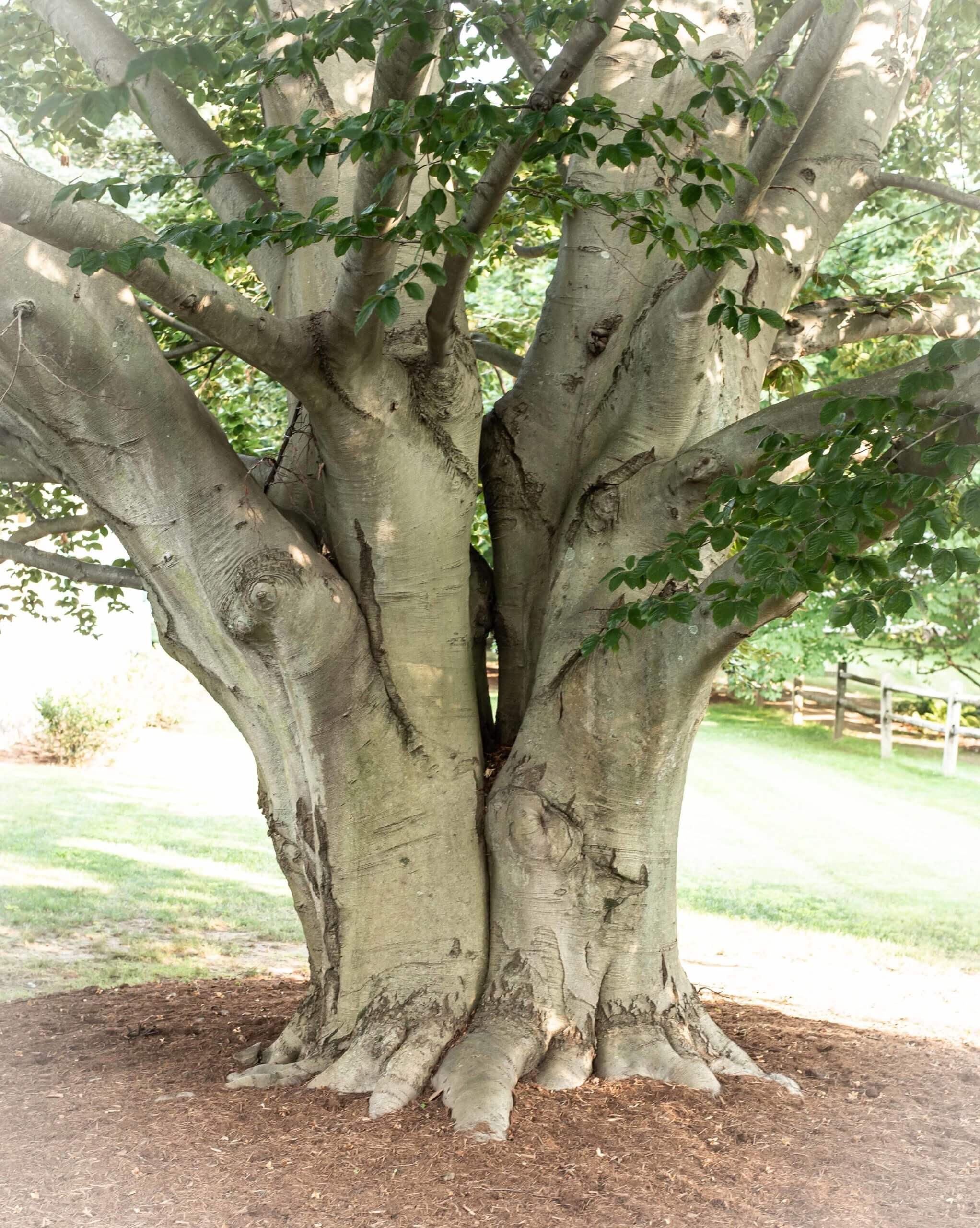 Color photo of large tree that has two trunks grown together at the base.