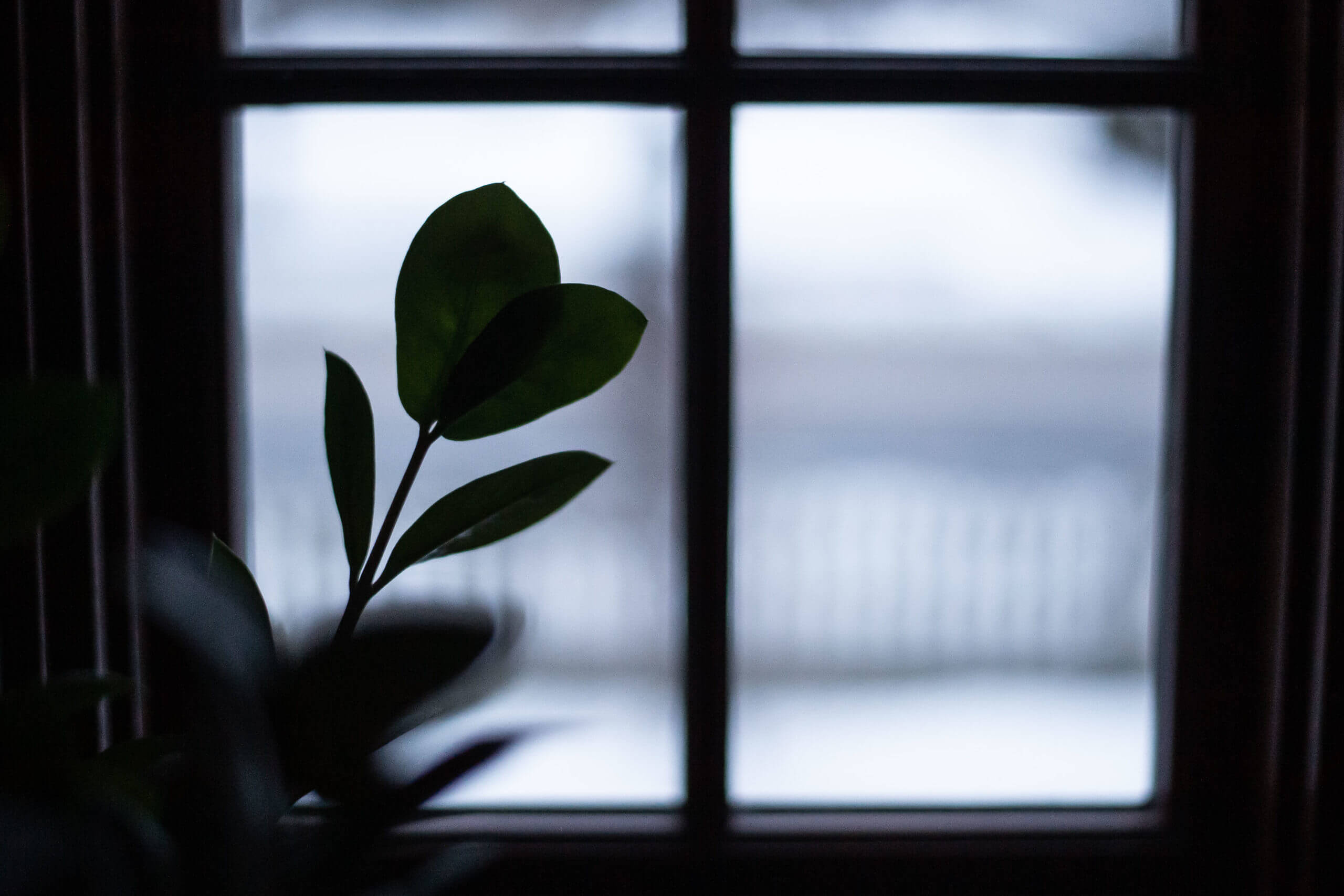 Dark color image of a plant silhouetted in the pane of a window. The two leaves on the plant make the shape of a heart.
