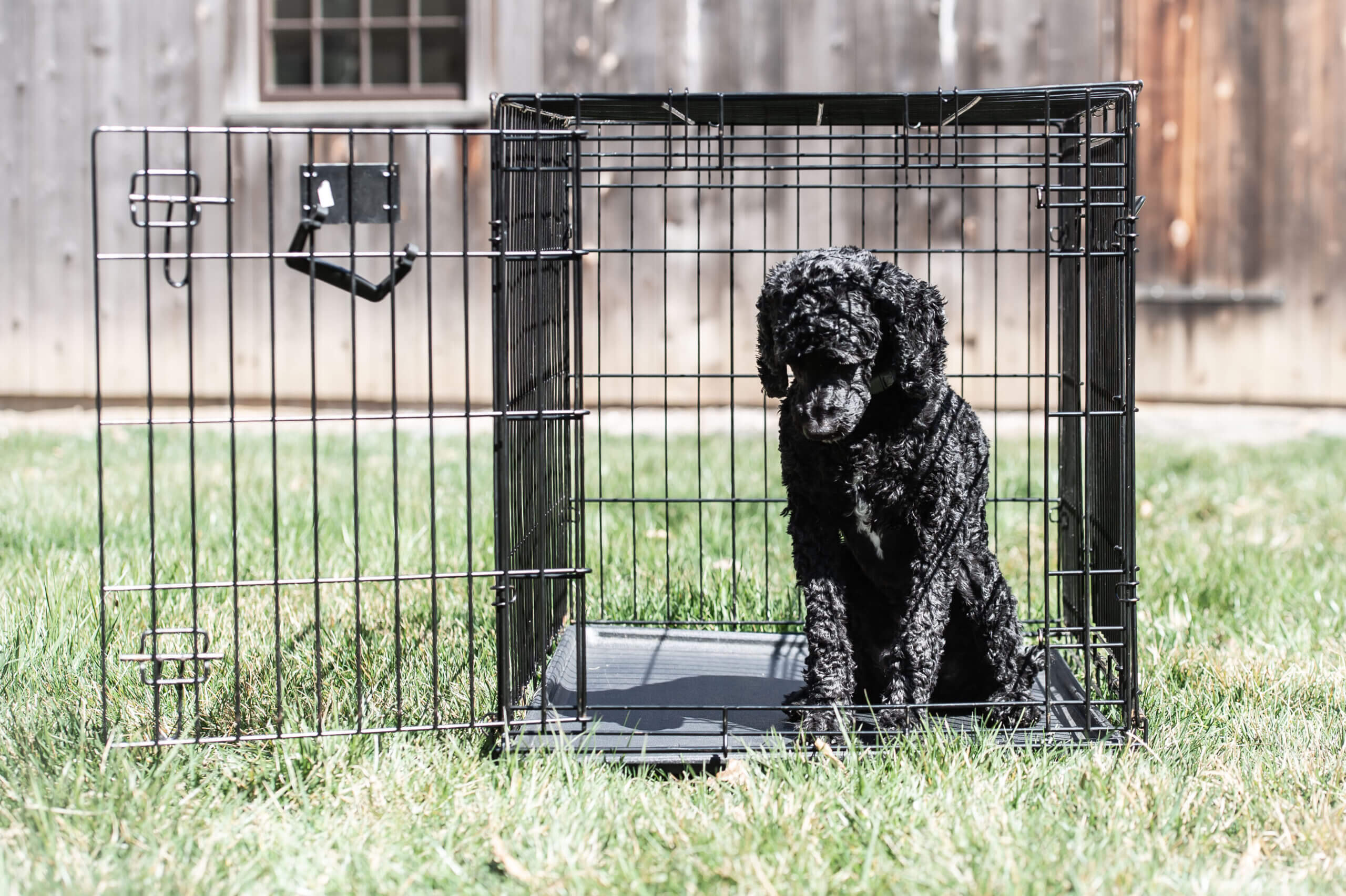 Color image of a black cockapoo sitting in an open cage outside, looking at the edge like it wants to walk out of the cage.