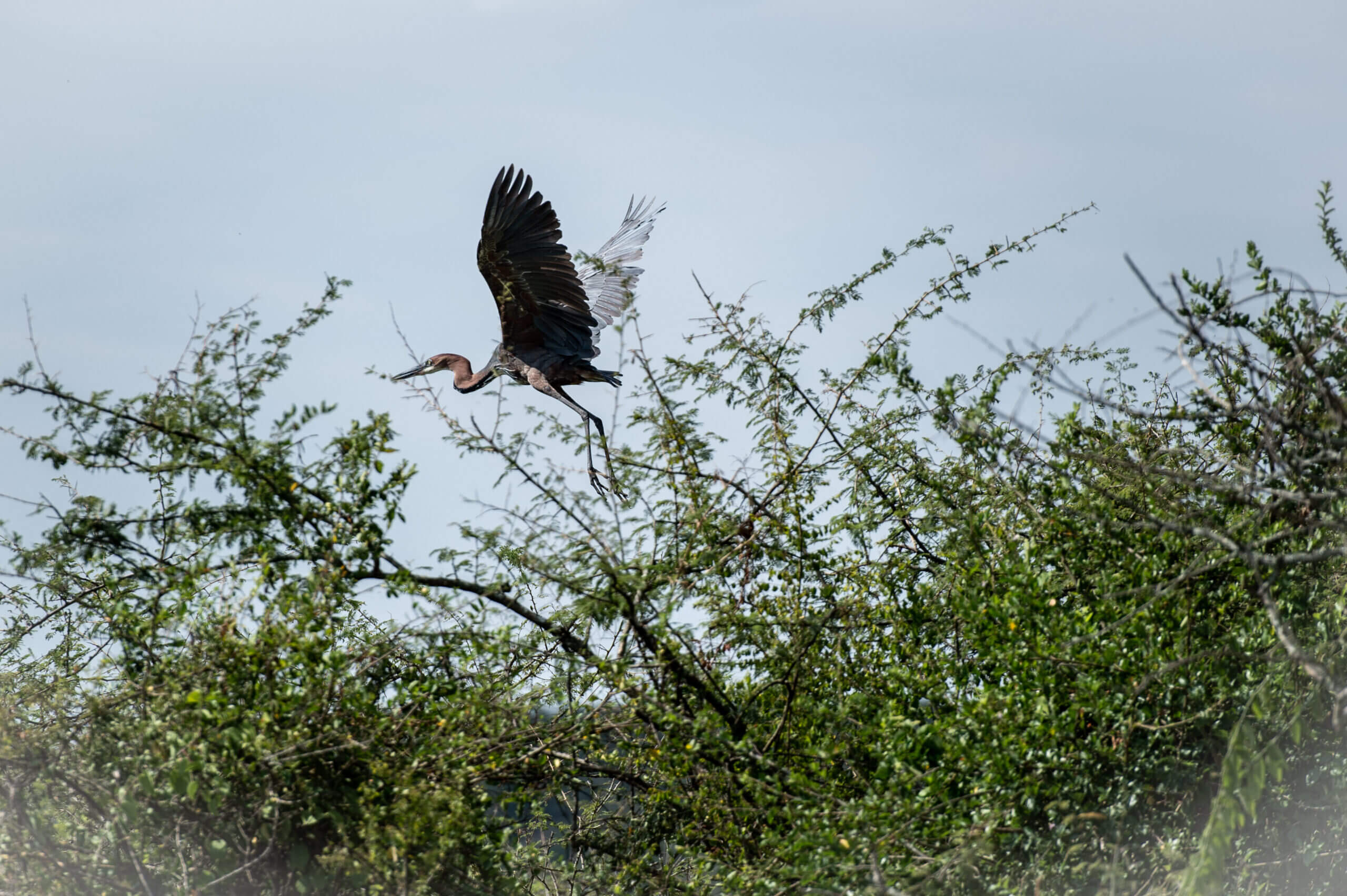 Color image of a great blue heron in flight about to lift above the green African bushes into the blue sky.