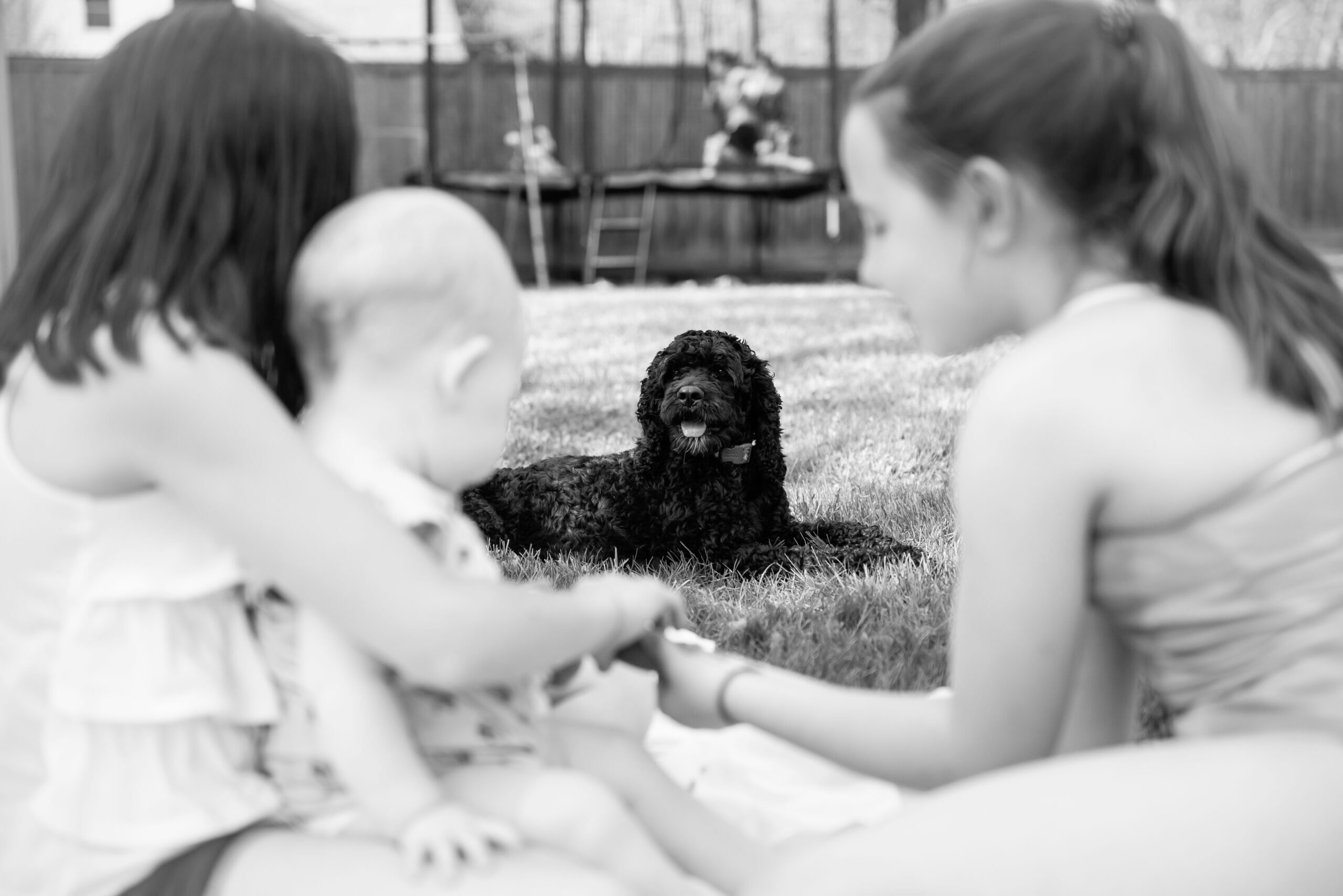 Black and white outdoor image of a black cockapoo laying the grass. There is an out of focus scene in the foreground of two girls playing with a baby and boys on a trampoline off in the distance. The dog is in the middle relaxing.