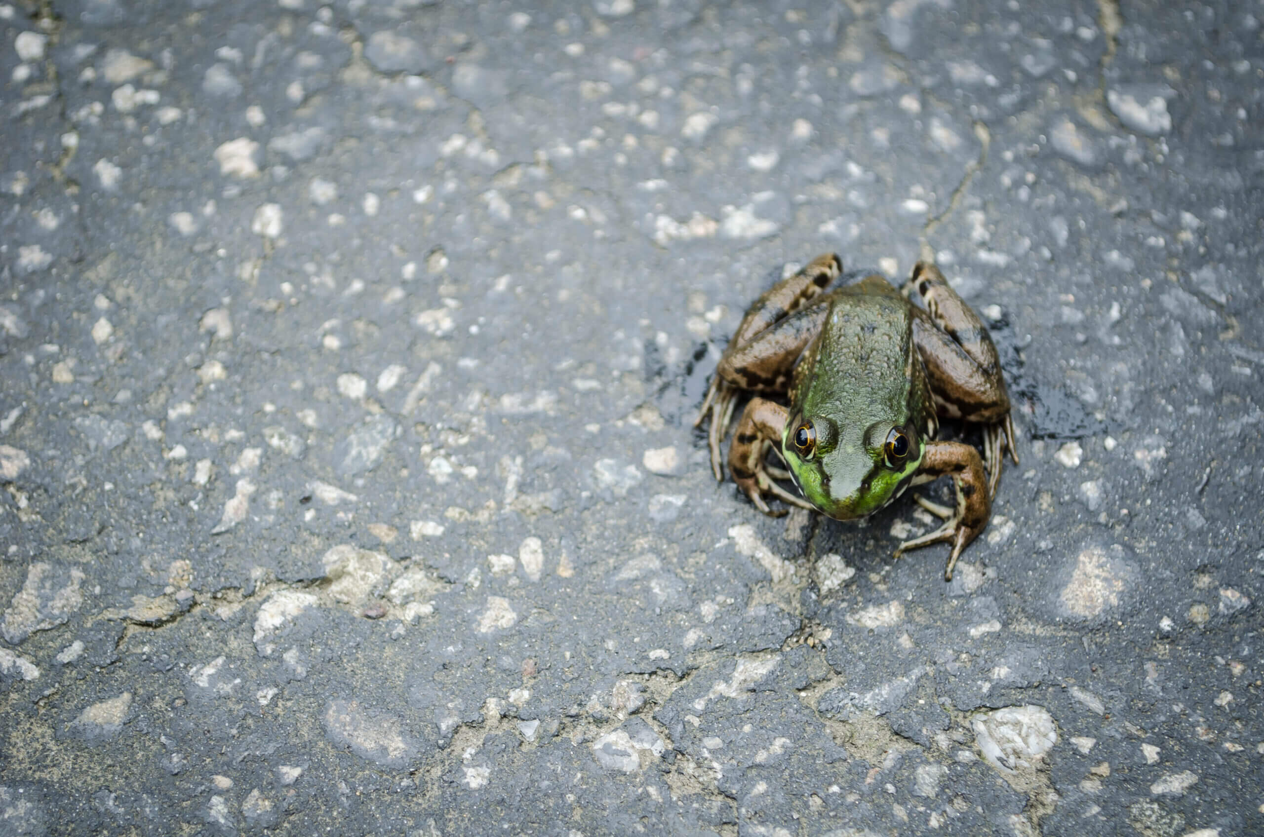 Color image of a toad looking into the camera from a paved driveway.