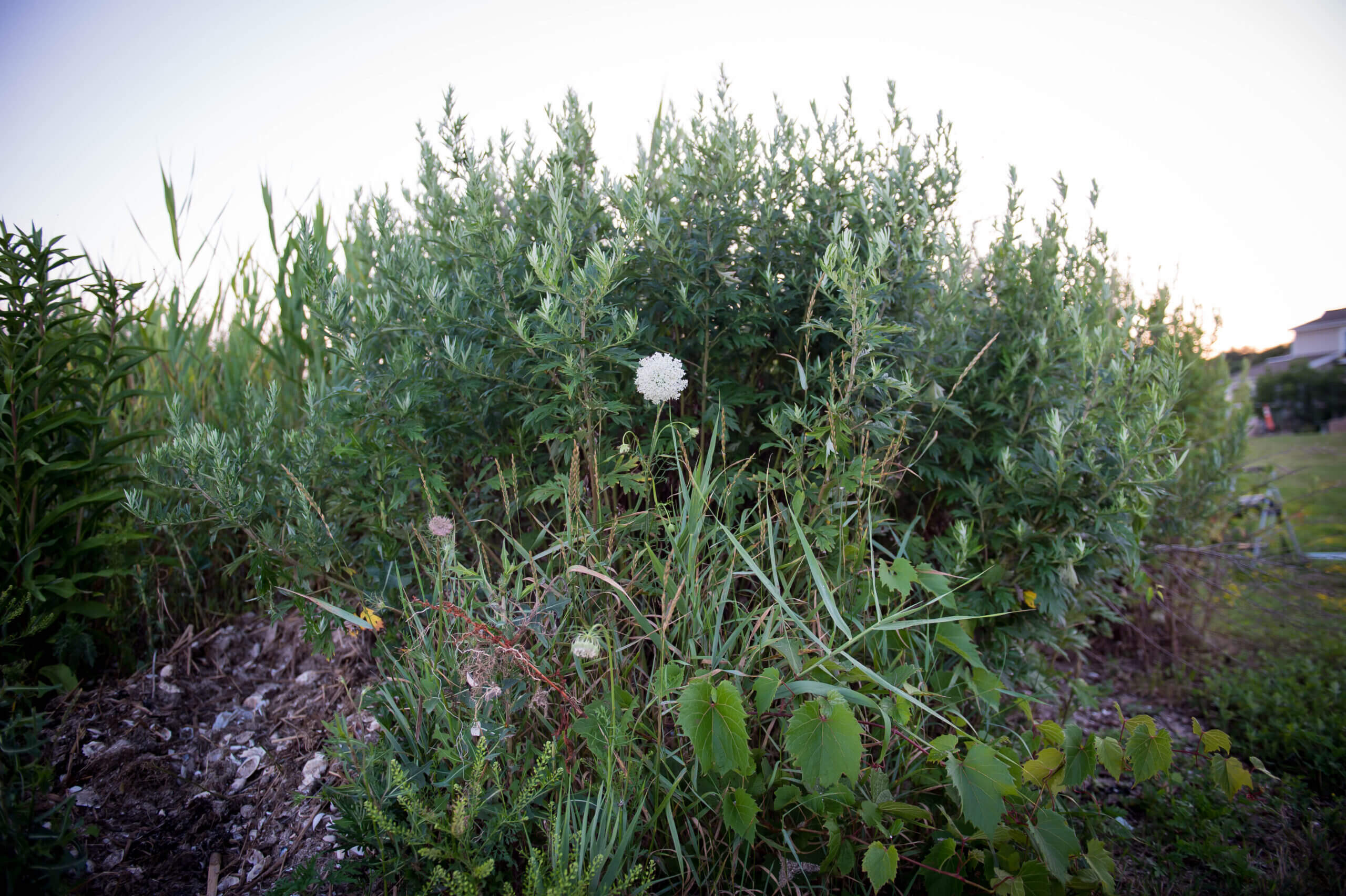 Color image with a bunch of high green foliage with one white flower in the middle.