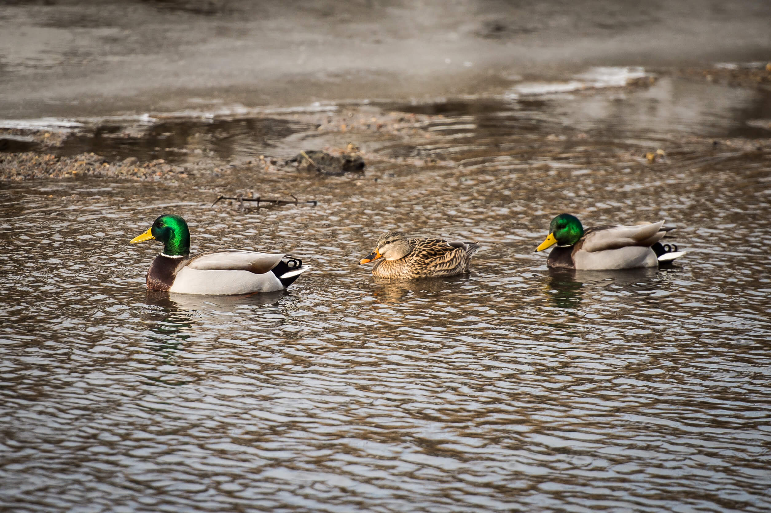 Color image of 3 mallard ducks swimming in a row on a river in the winter.