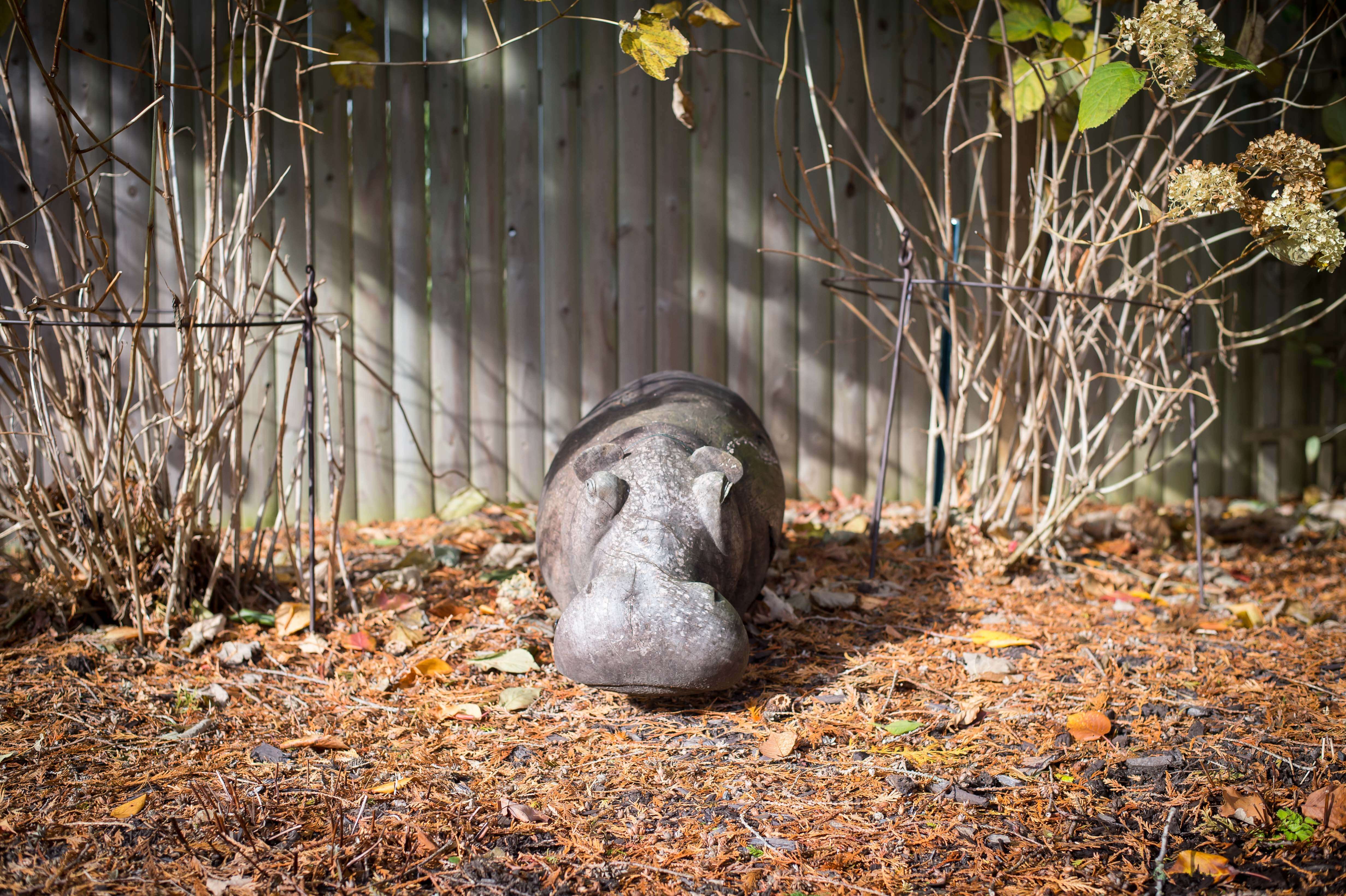 Image of a wooden hippo sitting in between two hydrangea plants that have lost their leaves because it's fall.