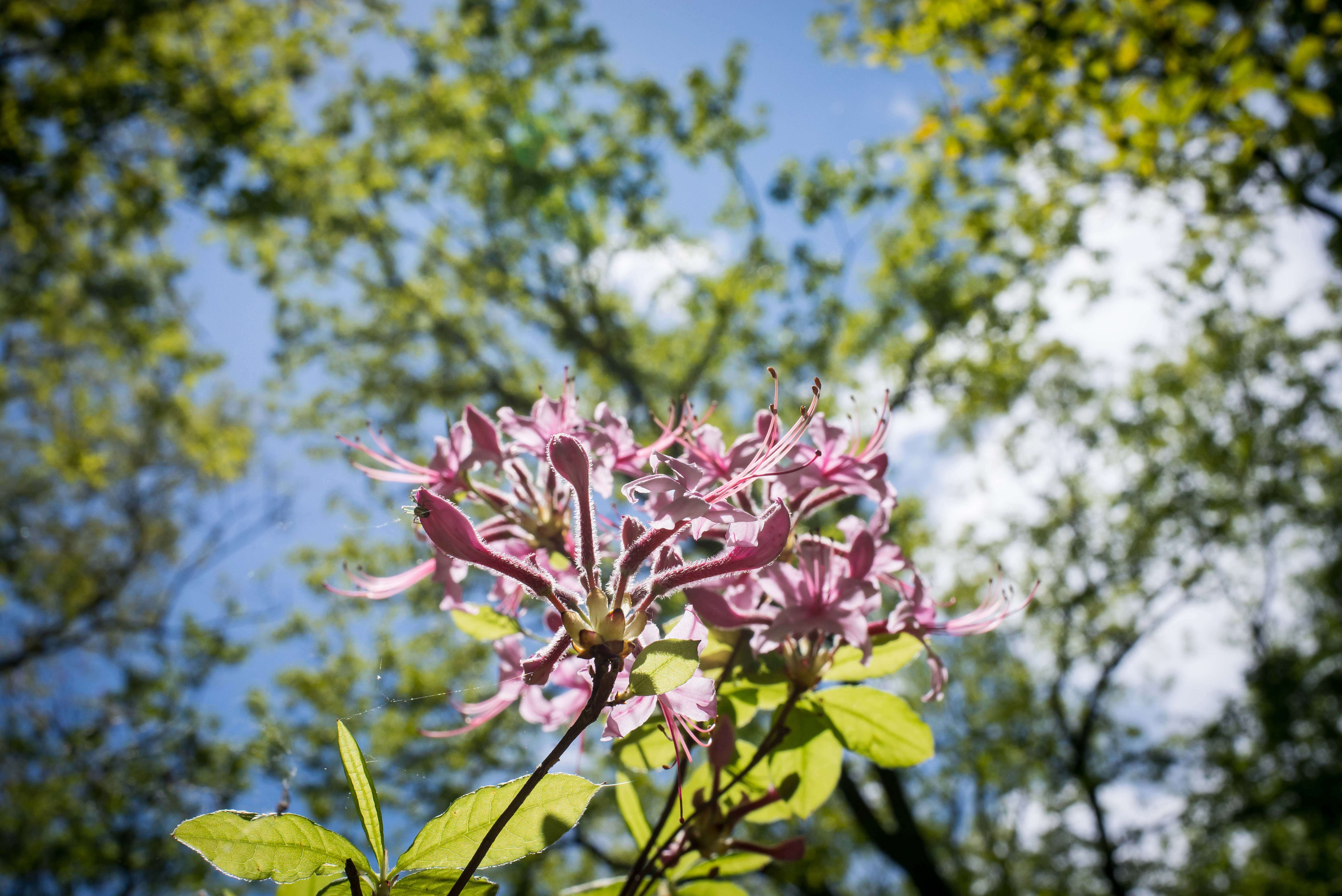 Color image of a flower in the woods with light filtering through it.